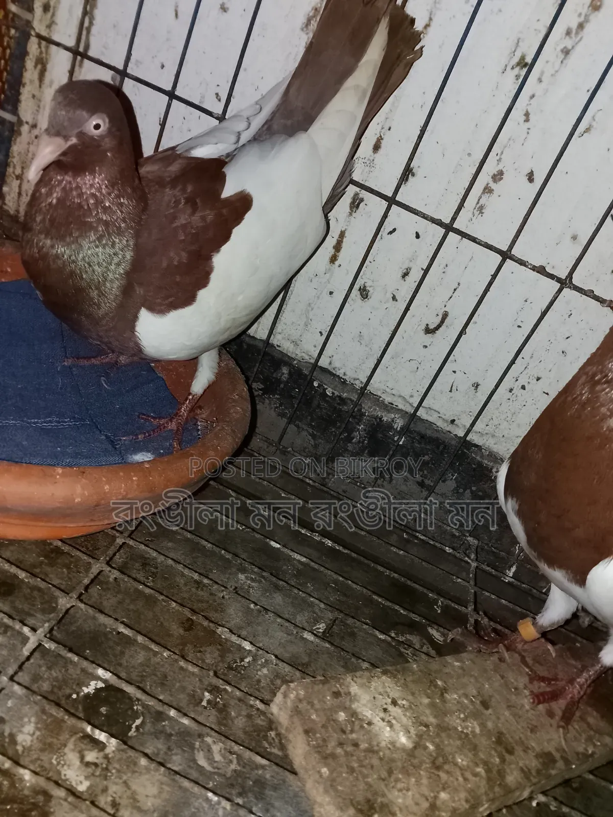 A pair of Red Magpie Pigeons for Sale