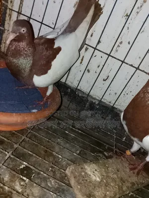 A pair of Red Magpie Pigeons for Sale