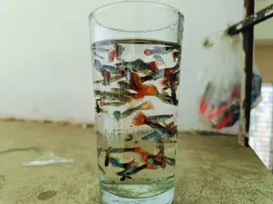 New Adult High Quality Mix Guppy