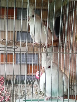 Cockatiel Pair Bird