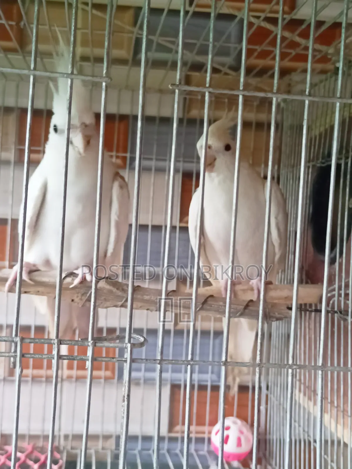 Cockatiel Pair Bird