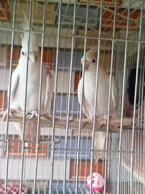 Cockatiel Pair Bird