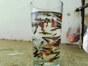 নিউ এডাল্ট হাই কোয়ালিটি মিক্স গাপ্পি