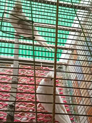 Cockatiel Pair Bird