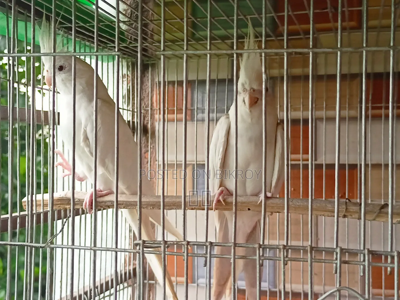 Cockatiel Pair Bird