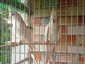 Cockatiel Pair Bird