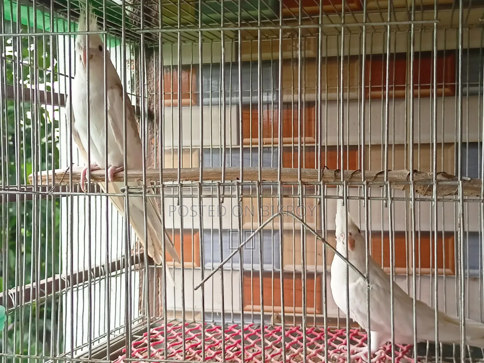 Cockatiel Pair Bird