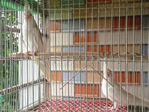 Cockatiel Pair Bird
