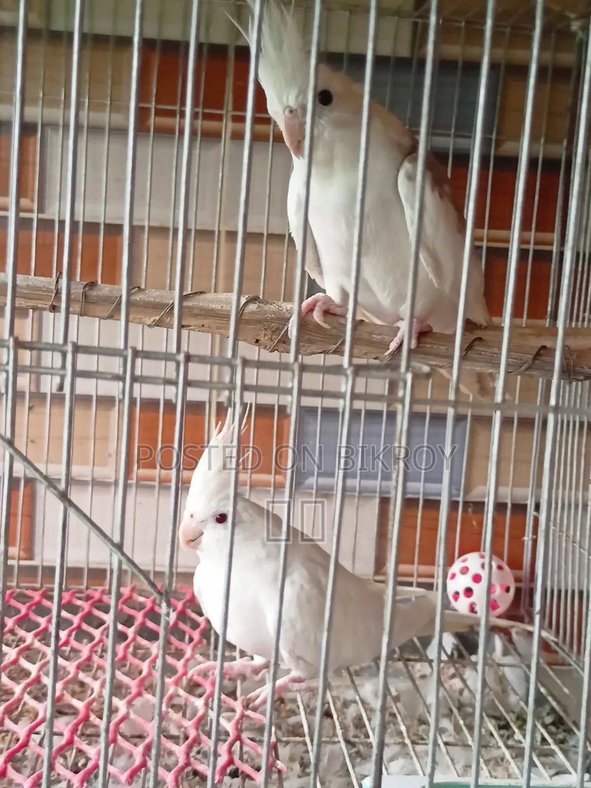Cockatiel Pair Bird