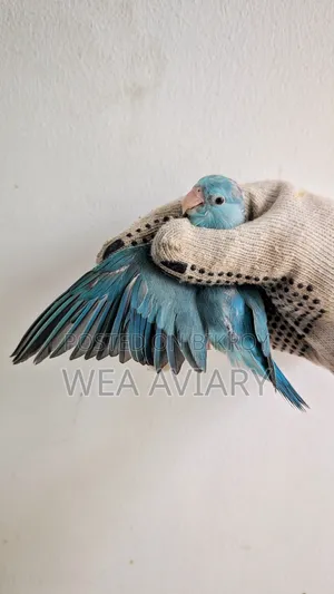 স্প্লিট ফ্যালো ফোরপাস