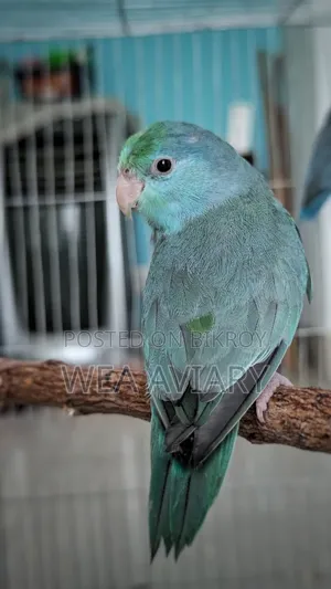 স্প্লিট ফ্যালো ফোরপাস