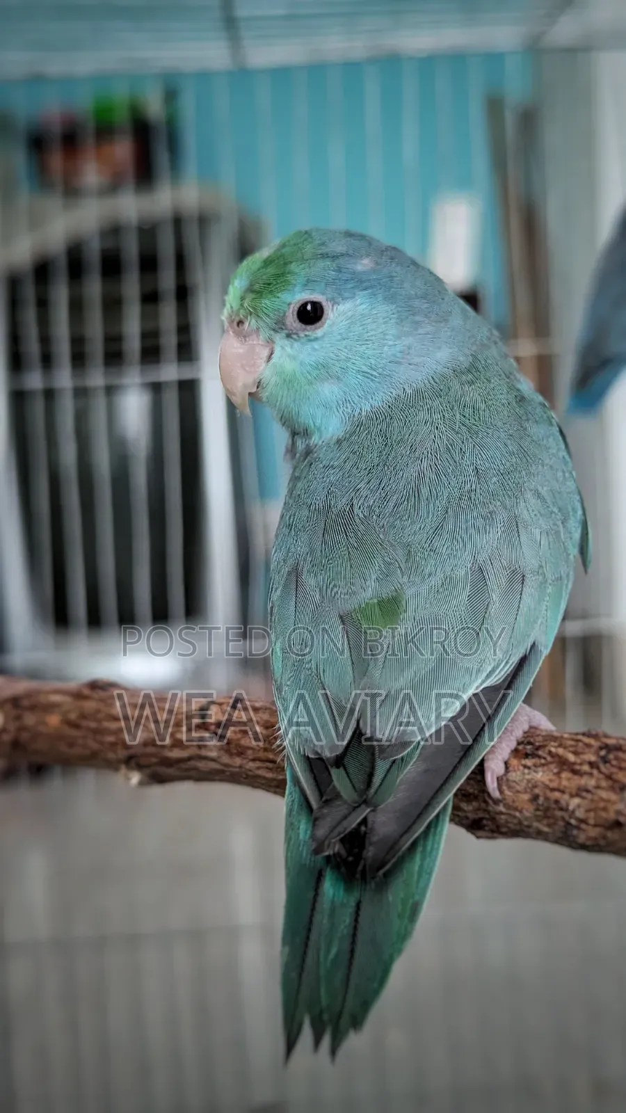 স্প্লিট ফ্যালো ফোরপাস