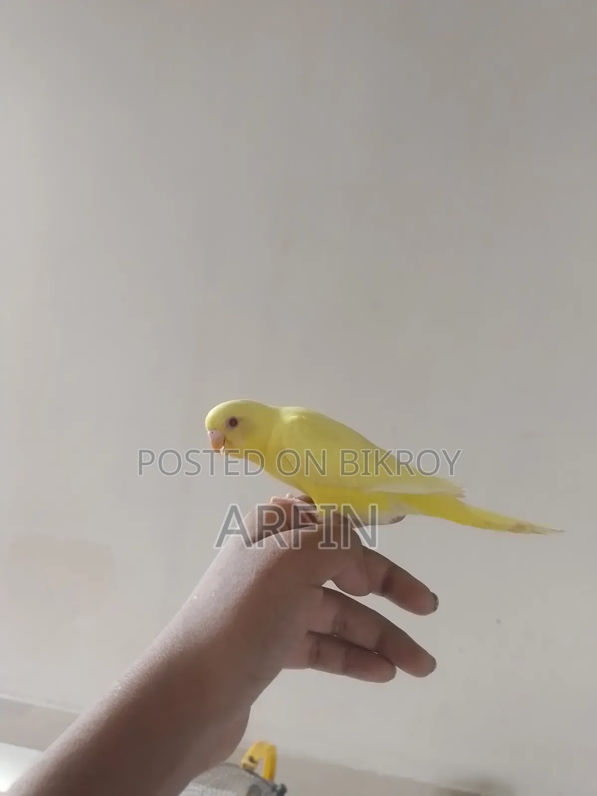 Team Budgie Baby (Self Feeds)