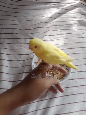 Team Budgie Baby (Self Feeds)