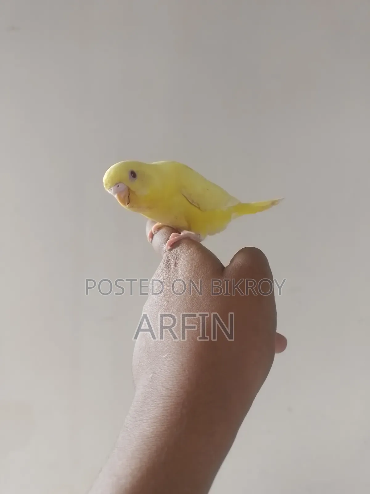 Team Budgie Baby (Self Feeds)