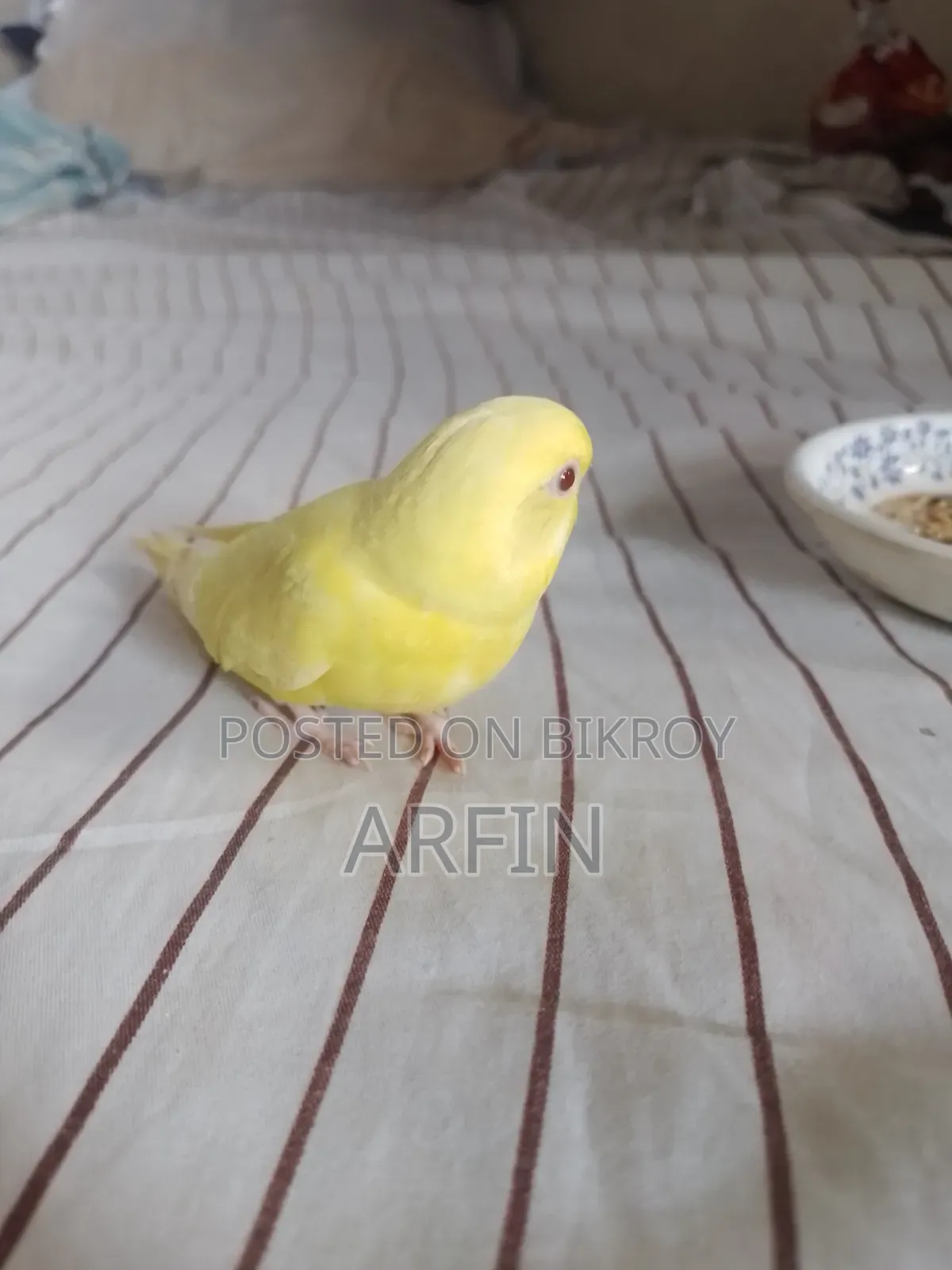 Team Budgie Baby (Self Feeds)