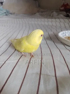 Team Budgie Baby (Self Feeds)
