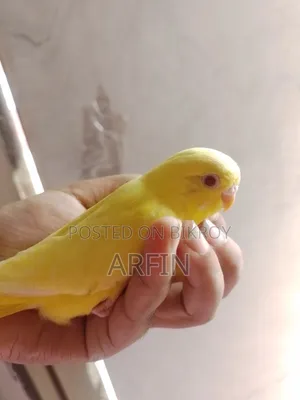 Team Budgie Baby (Self Feeds)