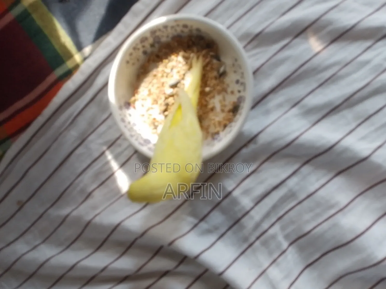 Team Budgie Baby (Self Feeds)