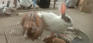 প্রেগনেন্সি খরগস বিক্রয়