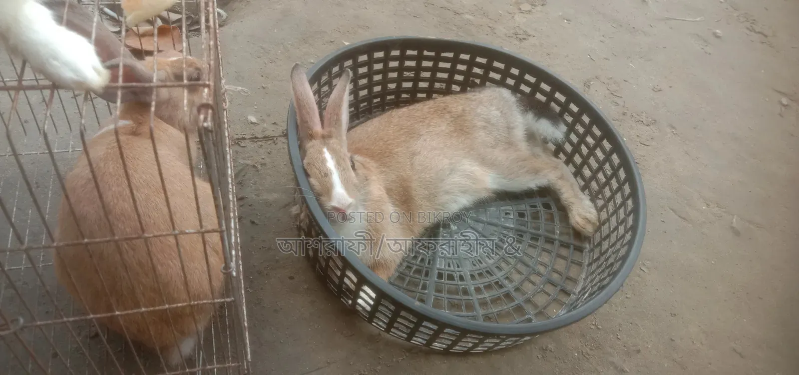 প্রেগনেন্সি খরগস বিক্রয়