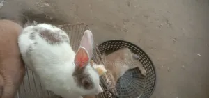 প্রেগনেন্সি খরগস বিক্রয়