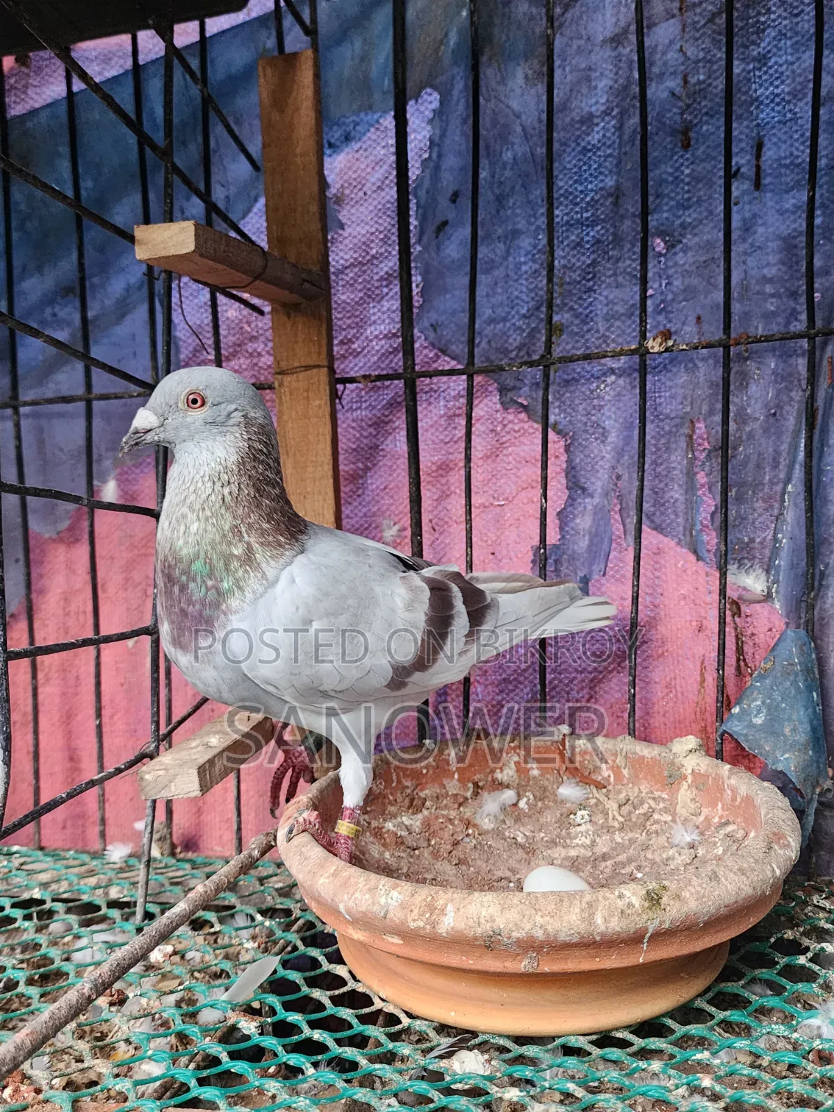Racer Pigeons