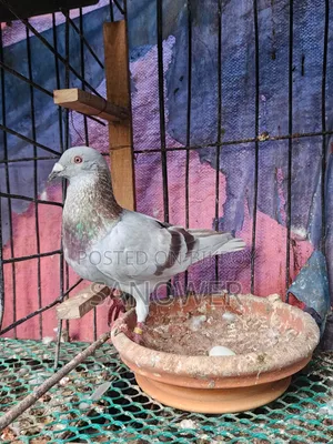 Racer Pigeons