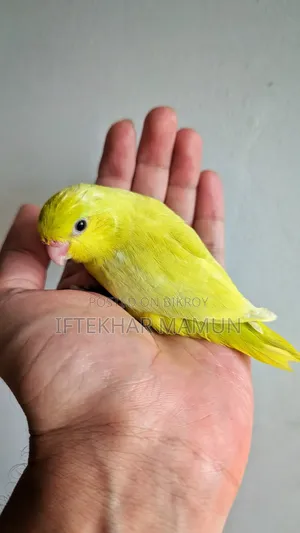 আমেরিকান ইয়েলো ফরপাস
