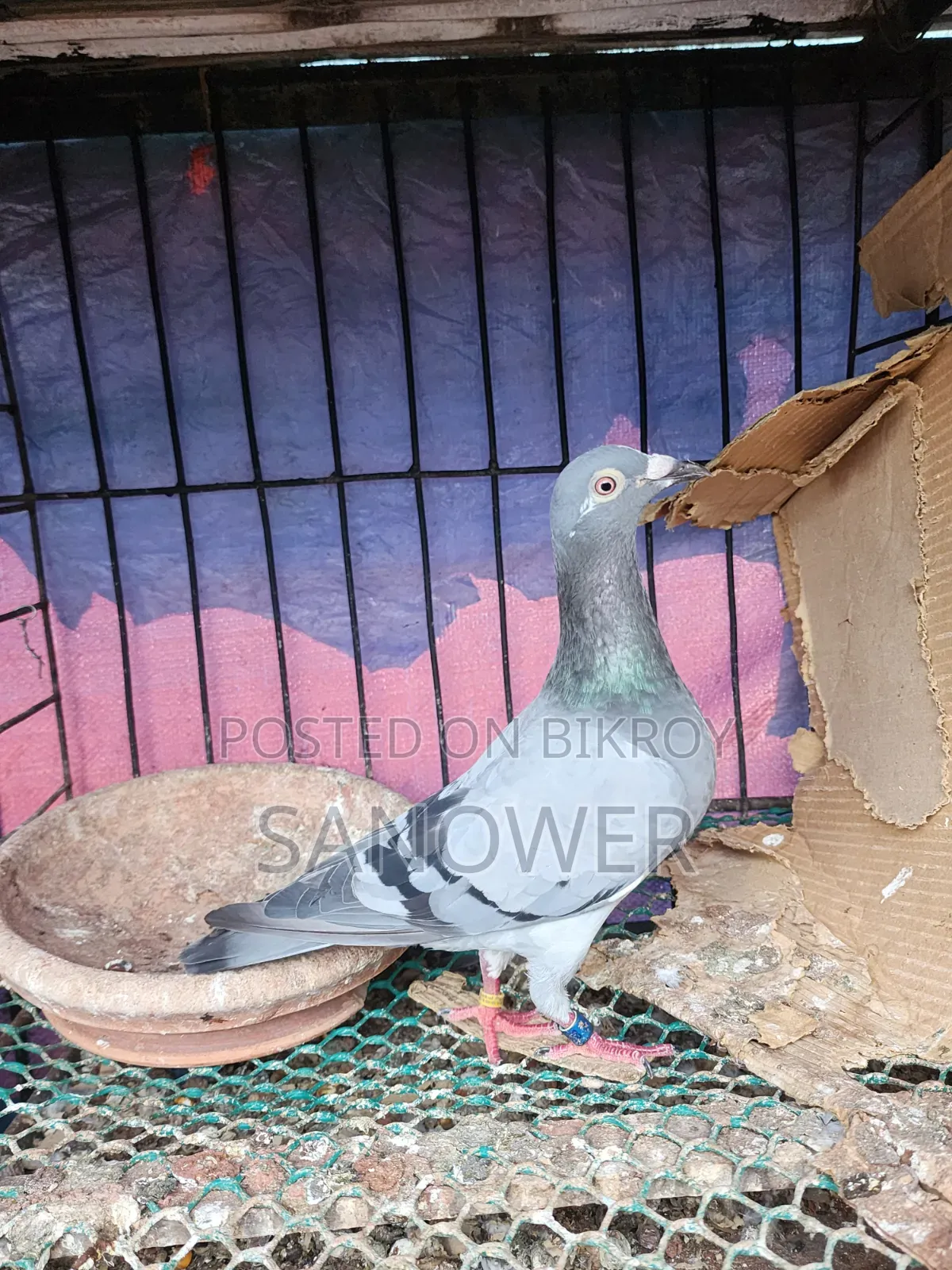 Racer Pigeons