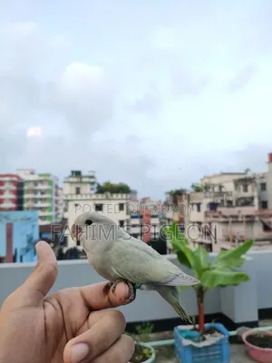 লাভবার্ড বেবি