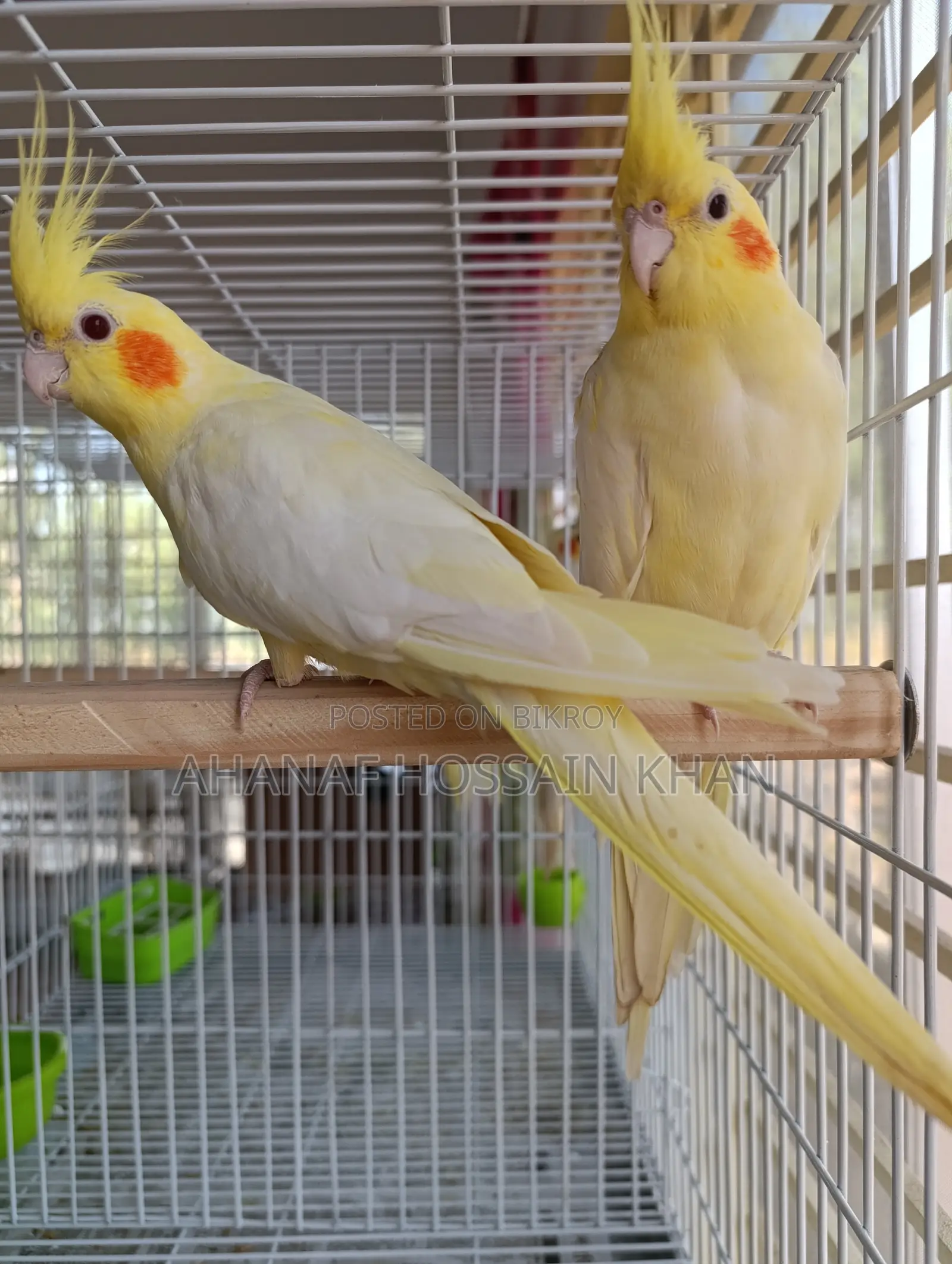 Cockatiel Bird