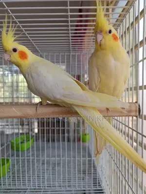 Cockatiel Bird