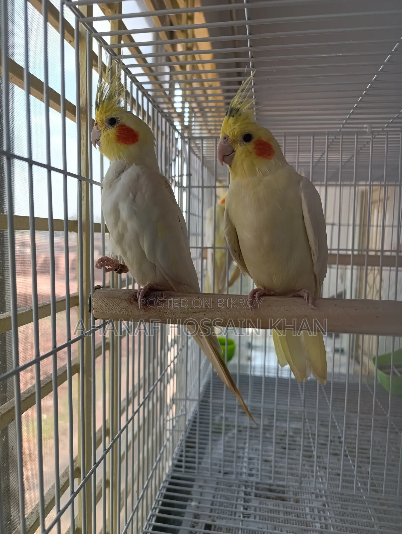 Cockatiel Bird
