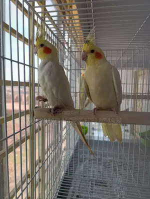 Cockatiel Bird