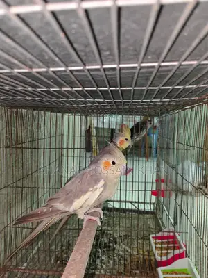 Cockatiel Bird