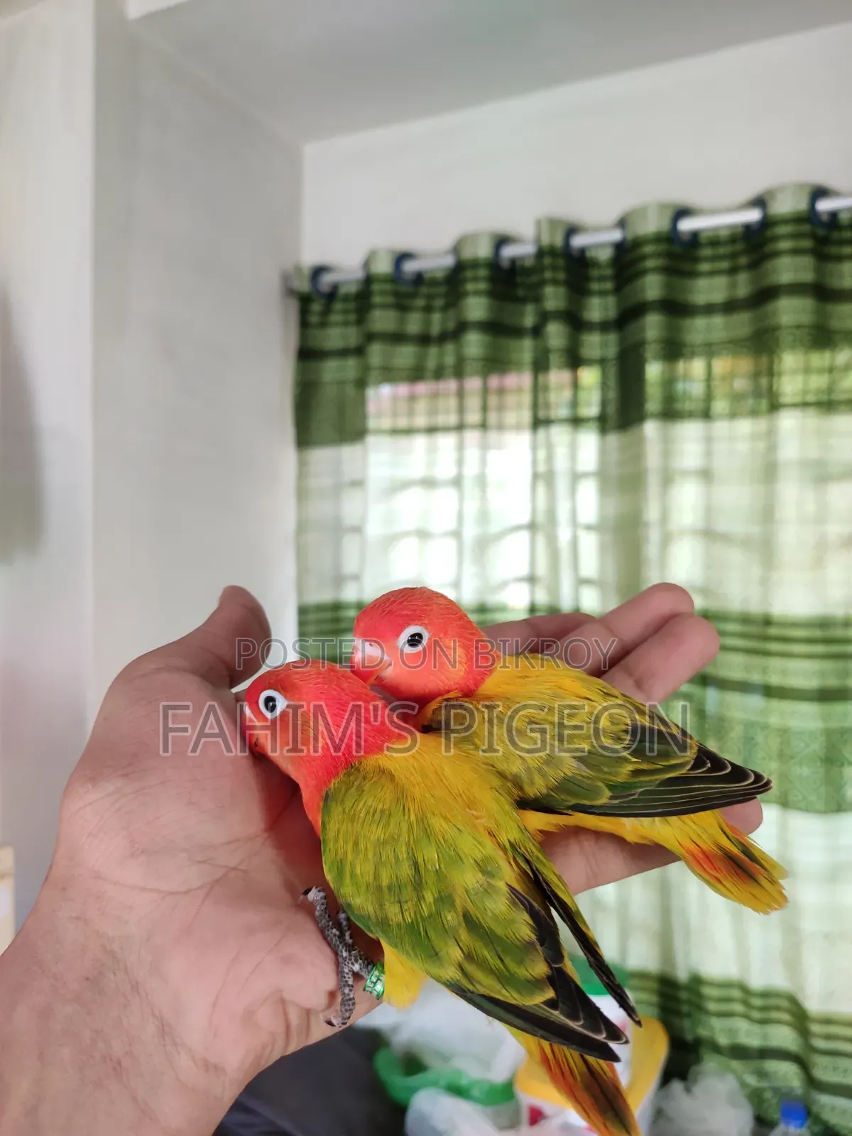 Green Euwing Opaline Baby Pair