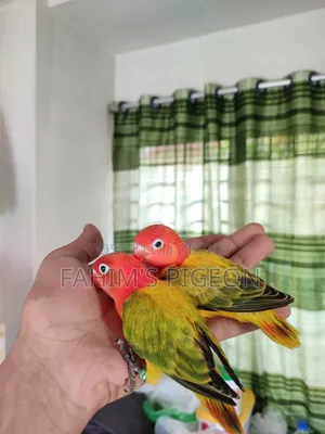 Green Euwing Opaline Baby Pair