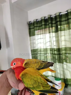 Green Euwing Opaline Baby Pair