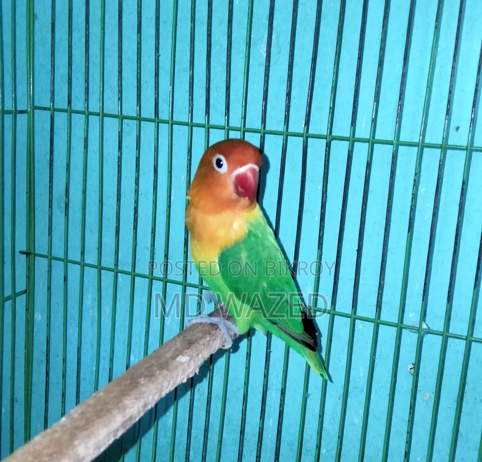 Green Fischer Lovebird, Female