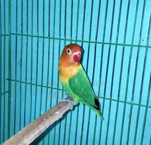 Green Fischer Lovebird, Female