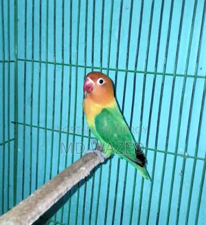 Green Fischer Lovebird, Female