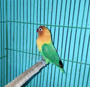 Green Fischer Lovebird, Female
