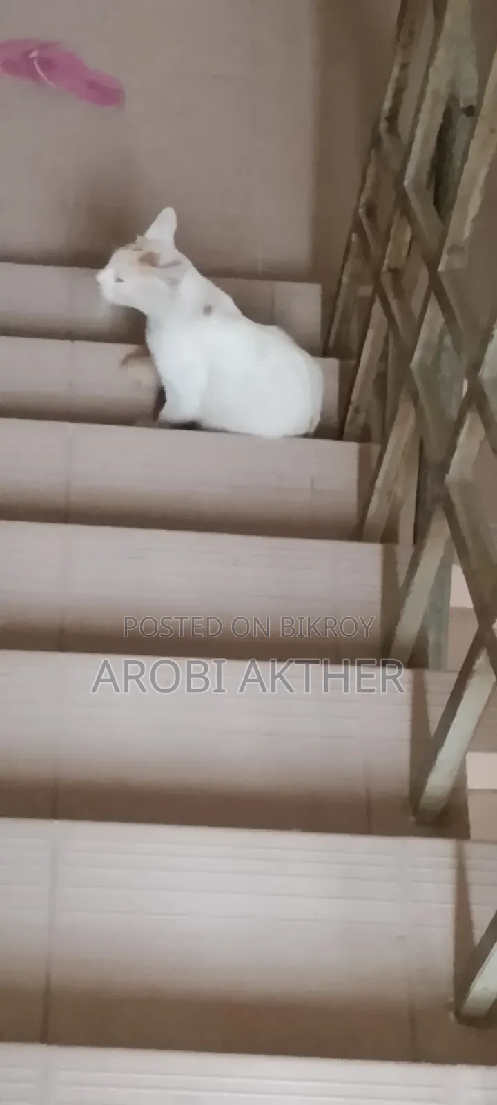 ১+ বছরের পুরুষ মিক্সড ব্রিড বিড়াল