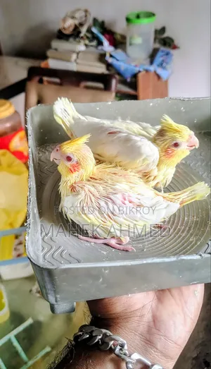 লুটিনো রেড আই ককাটিয়েল পশ মানা সাইজের বেবি