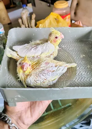 লুটিনো রেড আই ককাটিয়েল পশ মানা সাইজের বেবি