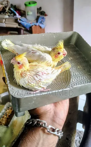 লুটিনো রেড আই ককাটিয়েল পশ মানা সাইজের বেবি