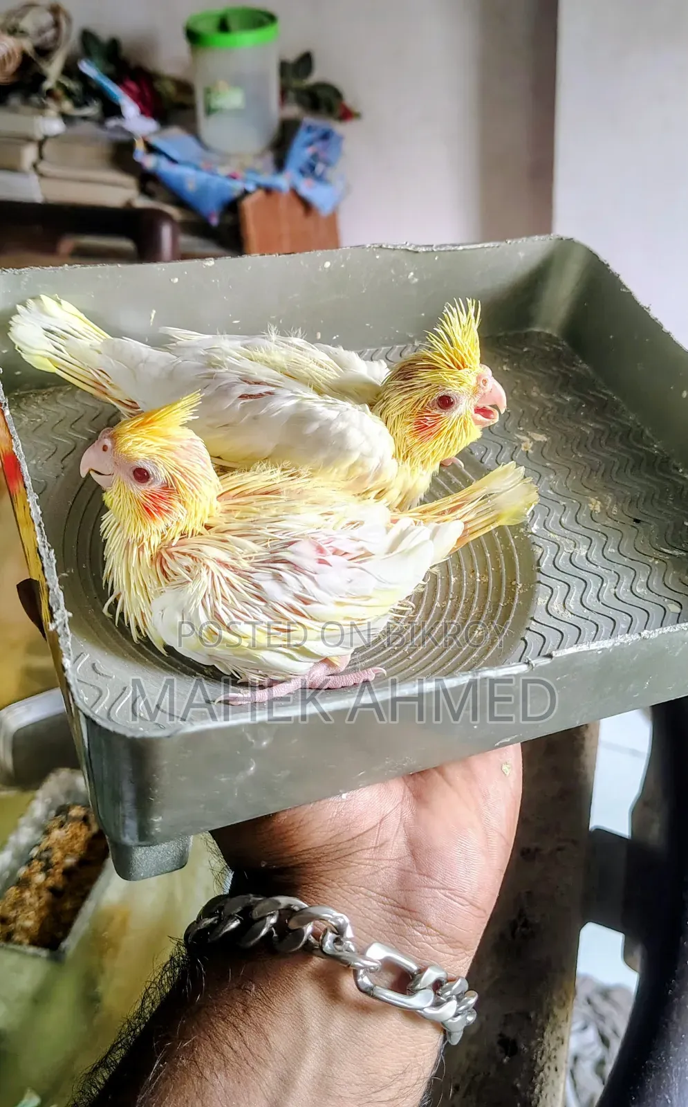 লুটিনো রেড আই ককাটিয়েল পশ মানা সাইজের বেবি