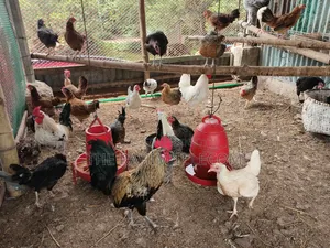 রানিং ডিমের মুরগী