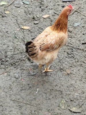 সৌখিন মুরগী লাগবে